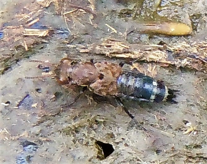 Staphylinidae: Ontholestes murinus